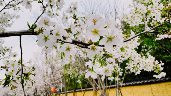 2022最新丽水网红打卡地(丽水这条樱花长廊太美了) 2022最新丽水网红打卡地(丽水这条樱花长廊太美了)