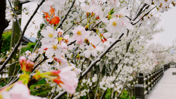 2022最新丽水网红打卡地(丽水这条樱花长廊太美了) 2022最新丽水网红打卡地(丽水这条樱花长廊太美了)