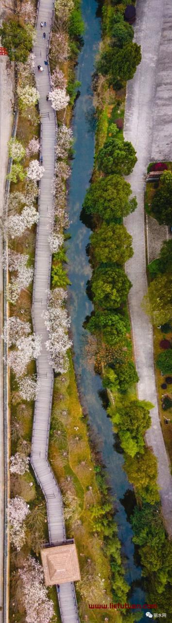 2022最新丽水网红打卡地(丽水这条樱花长廊太美了) 2022最新丽水网红打卡地(丽水这条樱花长廊太美了)