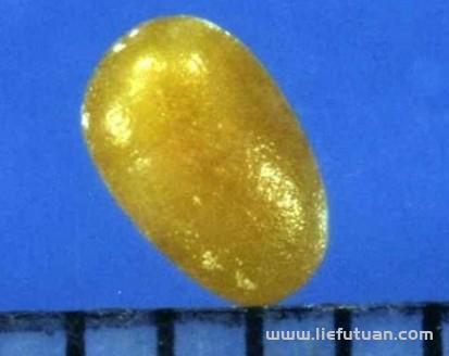 科学角度解释:舍利子是什么东西? 科学角度解释:舍利子是什么东西?