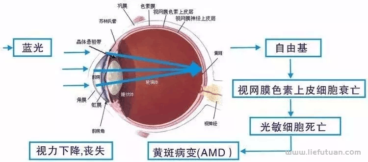 蓝光是什么意思，什么是蓝光，蓝光对人体的伤害都有哪些