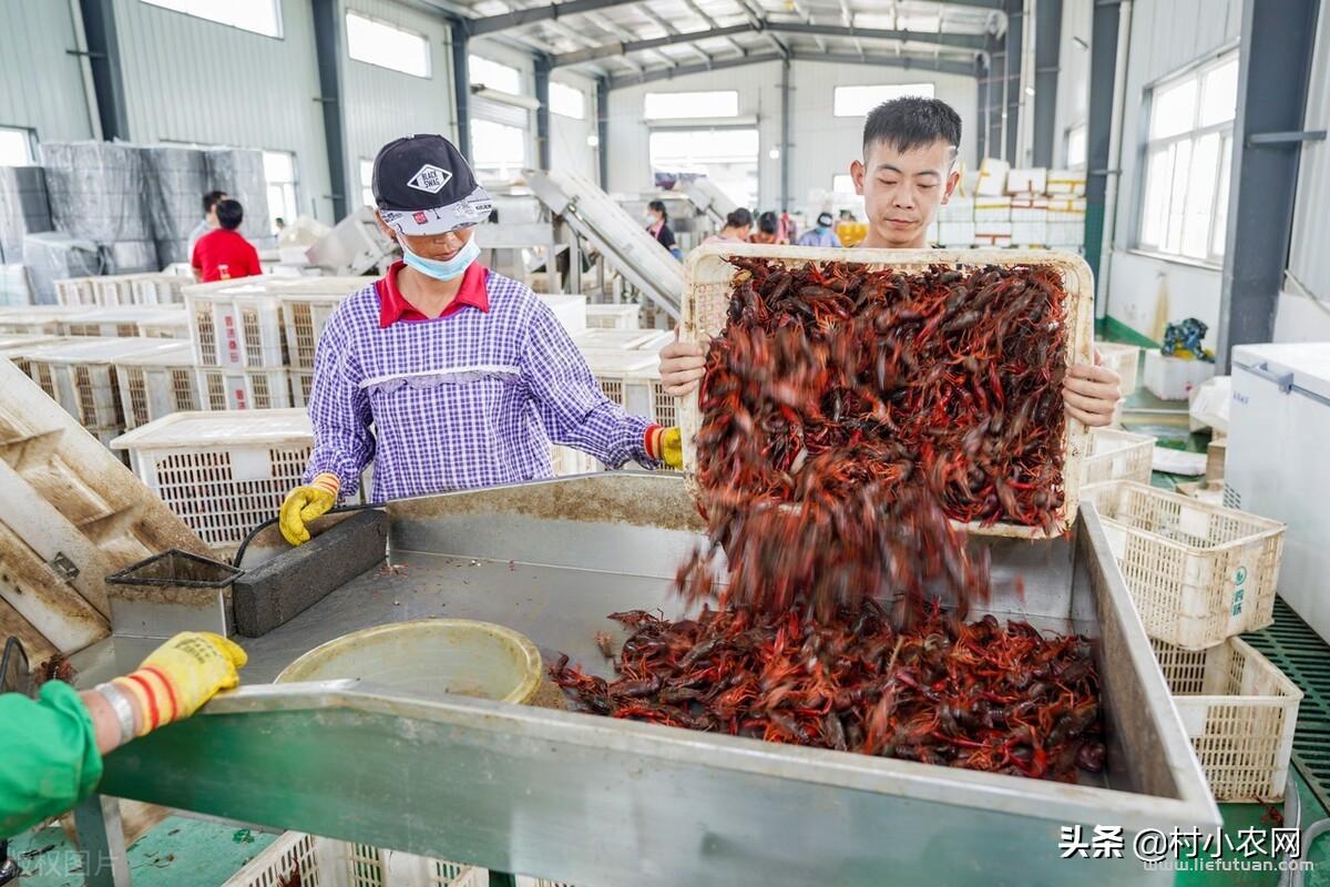 八个适宜在农村创业致富的项目：8个项目就“钱”景可观