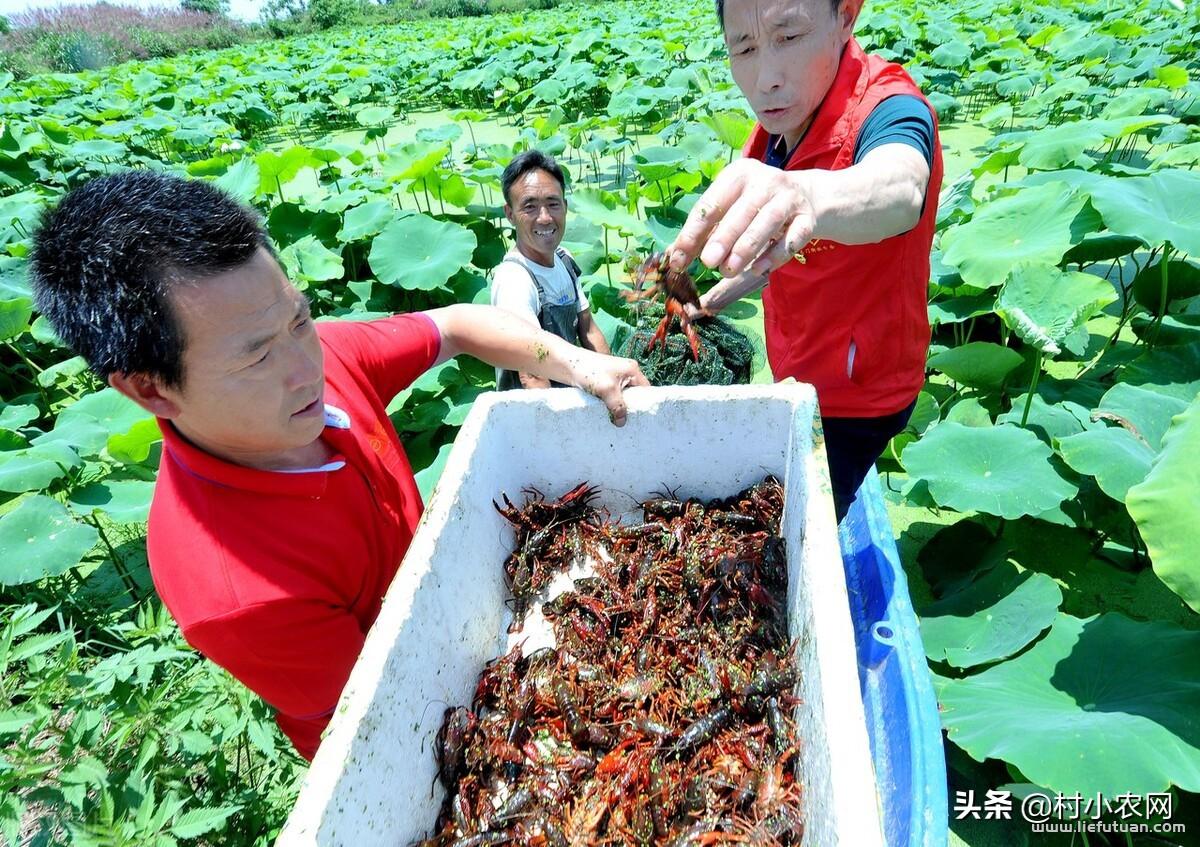 八个适宜在农村创业致富的项目：8个项目就“钱”景可观