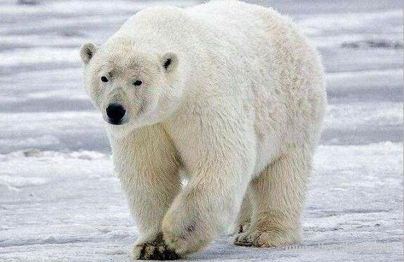 熊冬眠吗？正在冬眠的熊会被食肉动物拖出去当成食物吗？