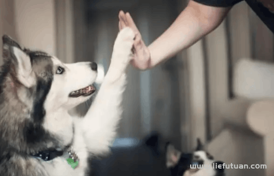 爆发式增长的宠物经济,宠物行业0门槛,高收入