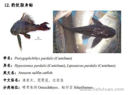 清道夫是什么鱼，水库放生“清道夫”，后果有多严重？