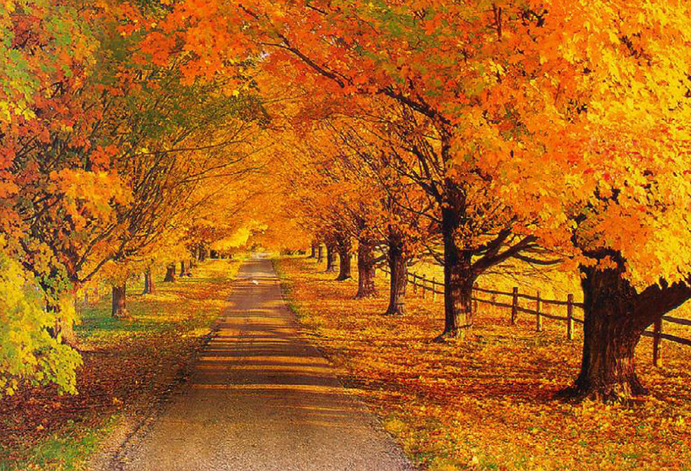 感受秋天的美，欣赏这十大绝美诗句！