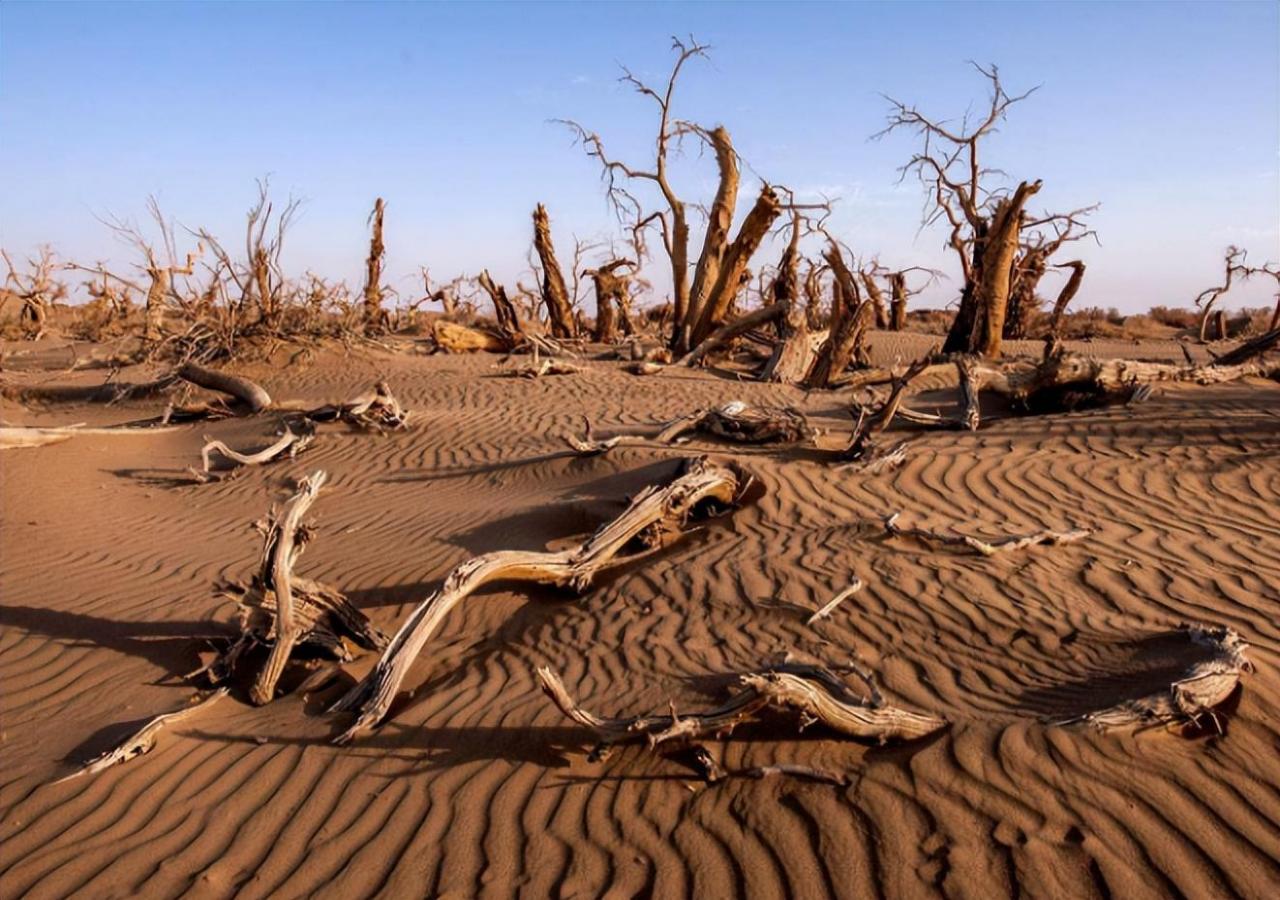 【环保行动】蚂蚁森林:种植梭梭树拯救沙漠,马云发起的公益项目!