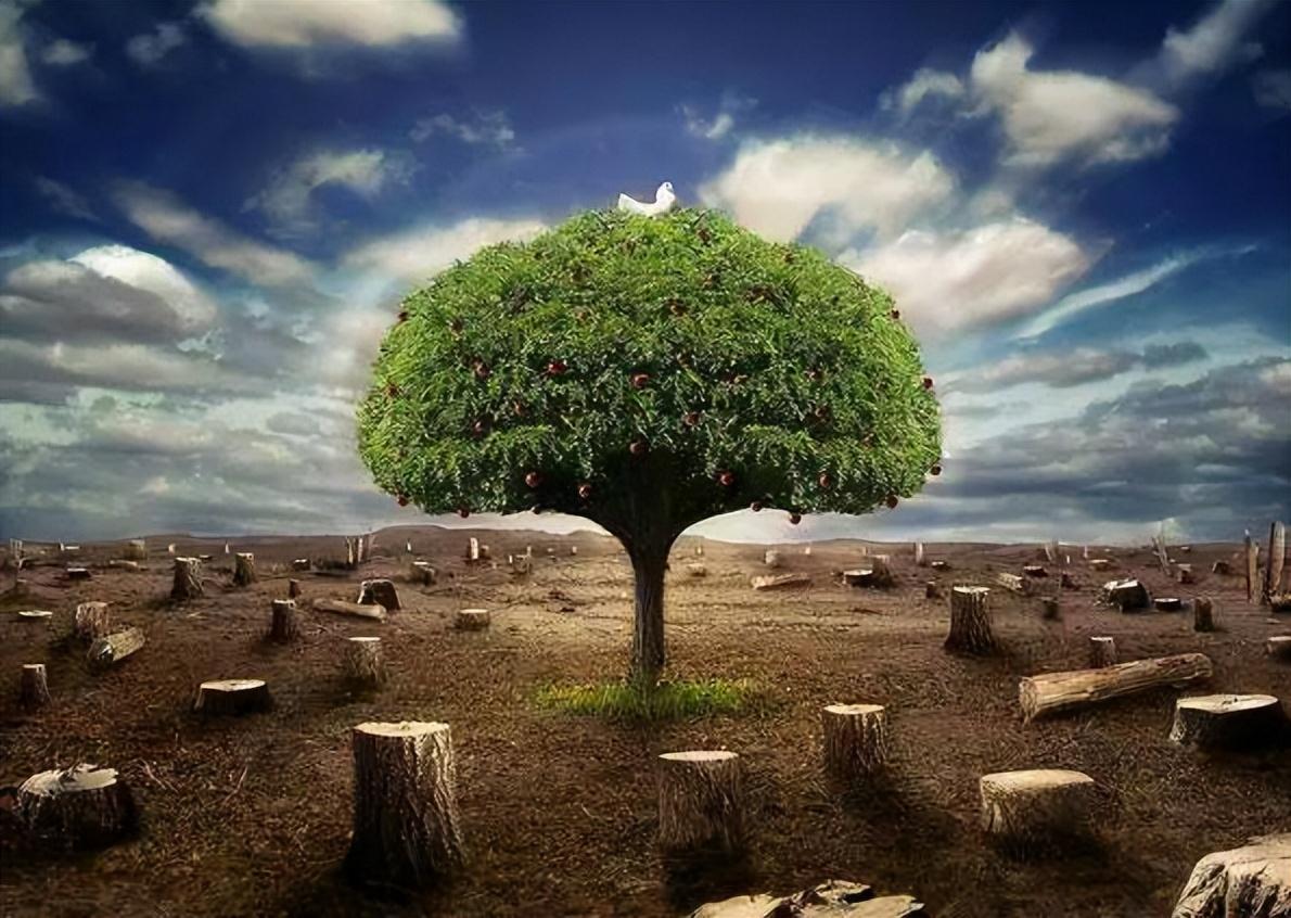 【环保行动】蚂蚁森林:种植梭梭树拯救沙漠,马云发起的公益项目!