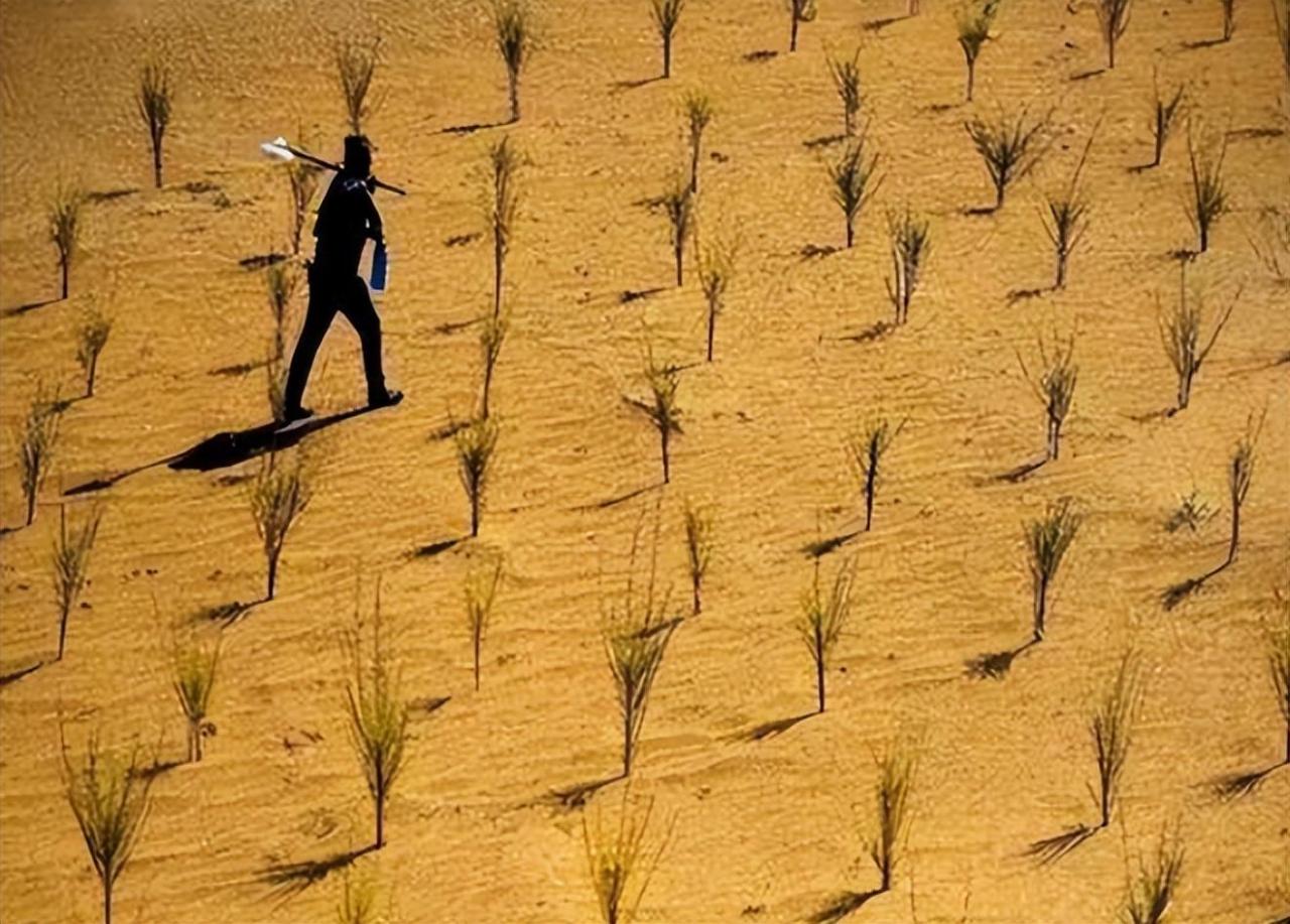 【环保行动】蚂蚁森林:种植梭梭树拯救沙漠,马云发起的公益项目!