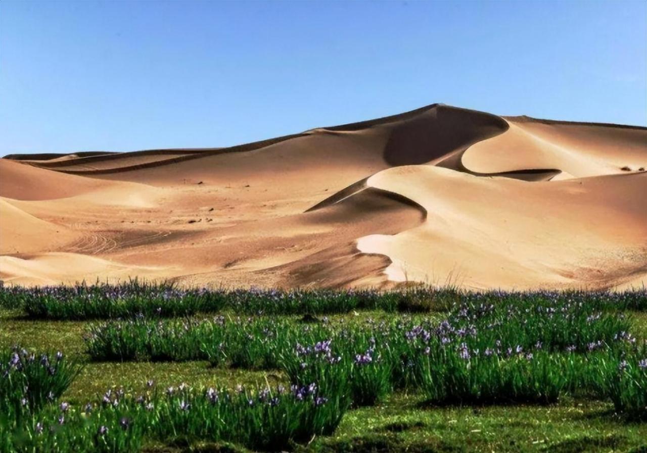 【环保行动】蚂蚁森林:种植梭梭树拯救沙漠,马云发起的公益项目!