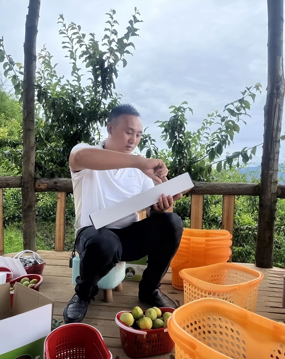 “水果新贵”蜂糖李何以走红?