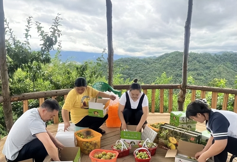 “水果新贵”蜂糖李何以走红?