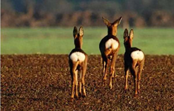 农村创业好项目--养狍业的经济效益、狍子的特点及养殖优势