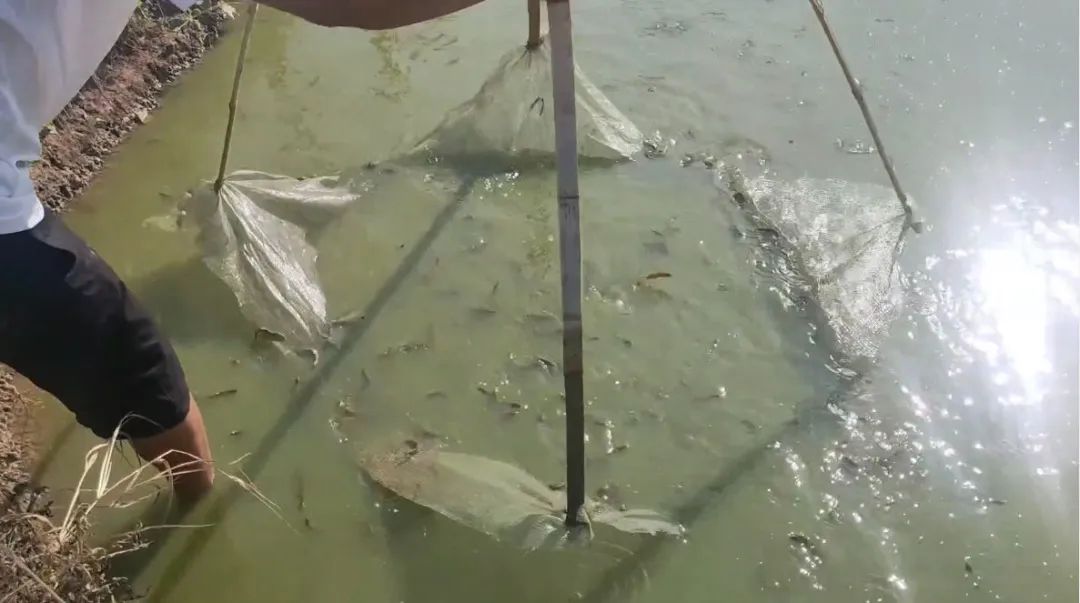 这种养殖供不应求!一亩利润1900,年赚15万,不担心销路问题