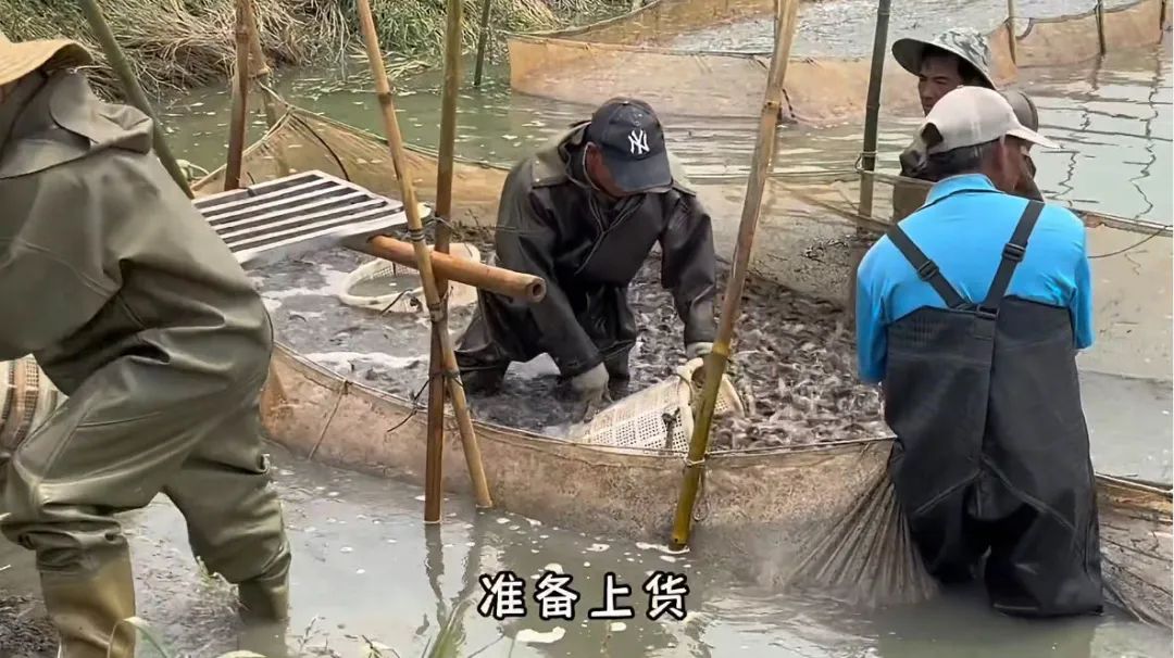 这种养殖供不应求!一亩利润1900,年赚15万,不担心销路问题