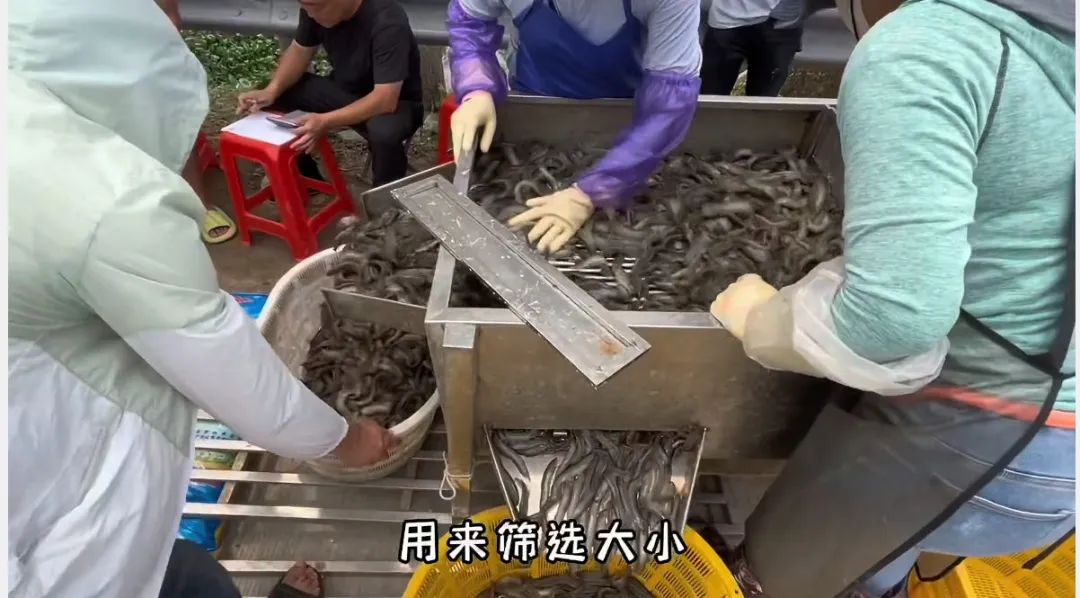 这种养殖供不应求!一亩利润1900,年赚15万,不担心销路问题