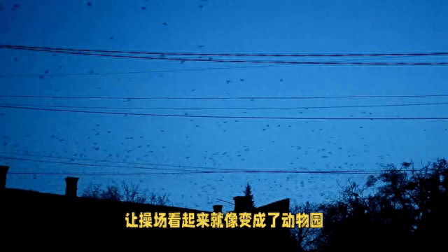 自动草稿 “雀”实不错!男子晒花生10分钟被鸟吃光