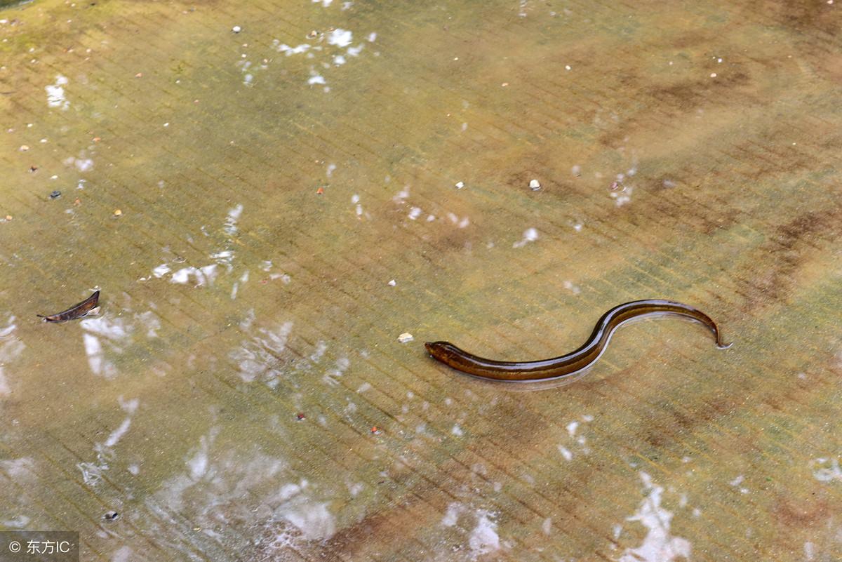 养殖创业网：养殖黄鳝年赚10万很轻松