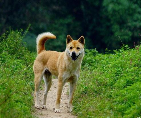 养土狗一百只一年利润和成本