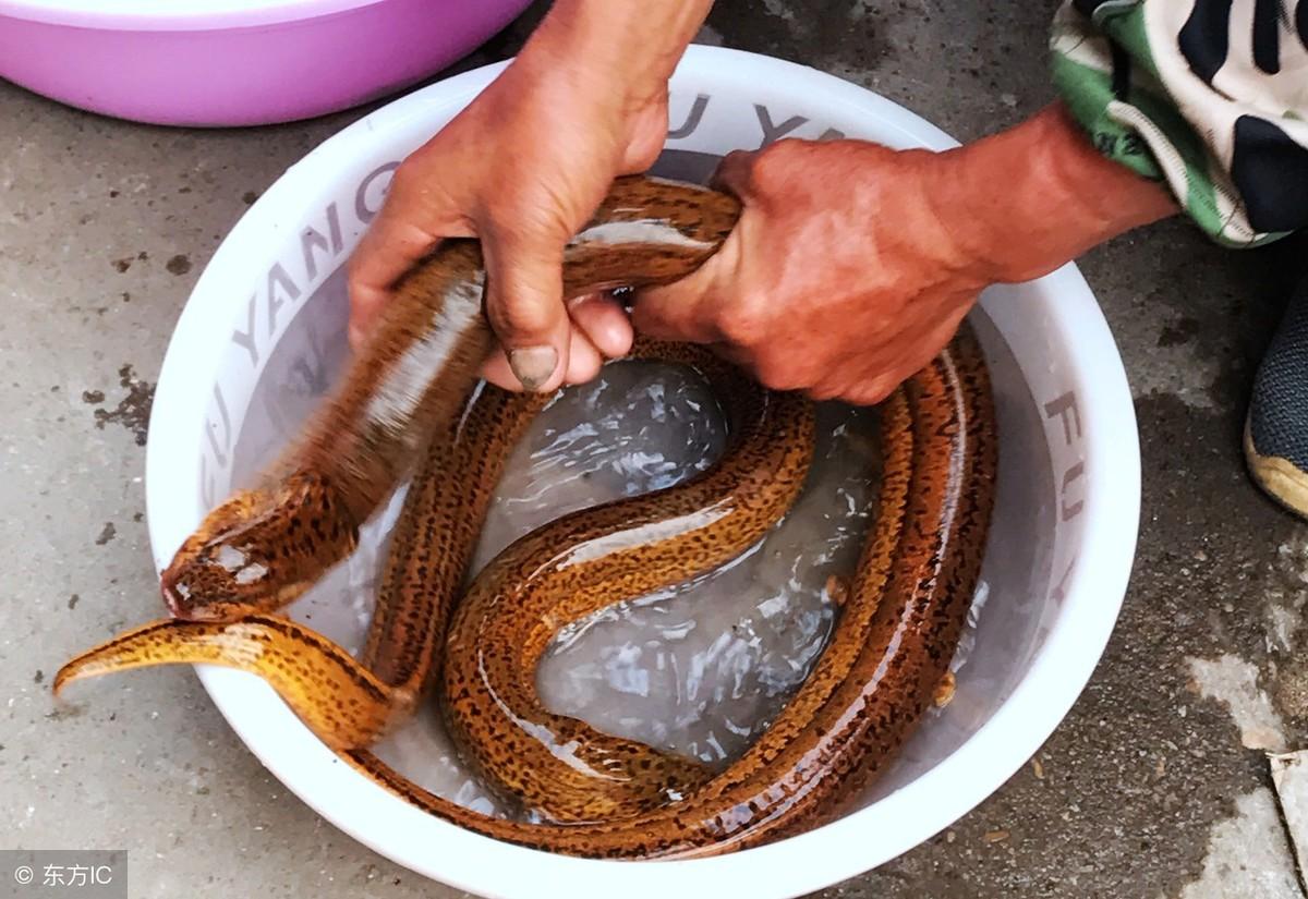 养殖创业网：养殖黄鳝年赚10万很轻松