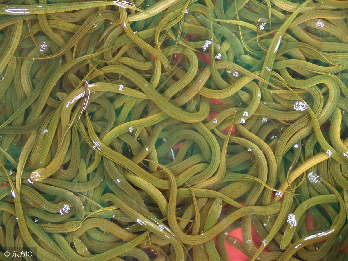 养殖创业网：养殖黄鳝年赚10万很轻松