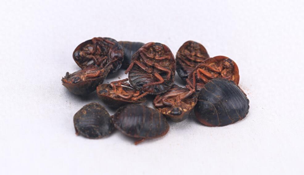 土元收购价格一般多少，养殖土元有潜力的经济收入来源