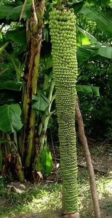 杭州一水果店开了二十几年只卖香蕉