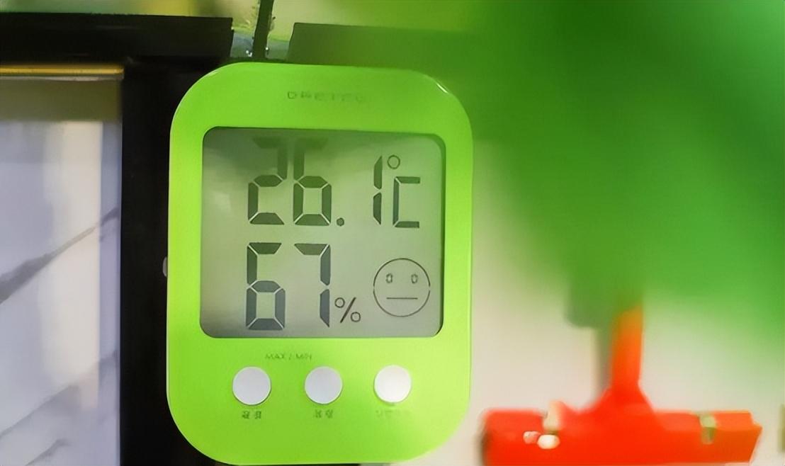 杭州一水果店开了二十几年只卖香蕉