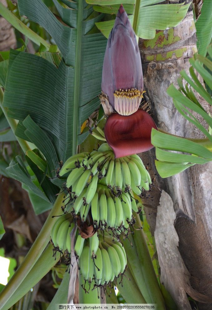 杭州一水果店开了二十几年只卖香蕉