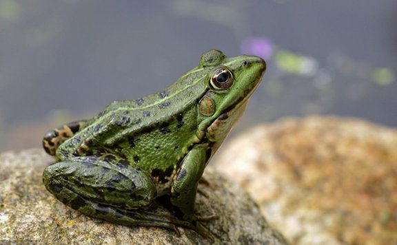 青蛙的资料(青蛙的简介)