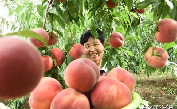 八个适宜在农村创业致富的项目：8个项目就“钱”景可观