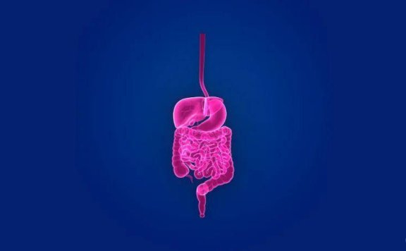 菊粉是什么植物提取的