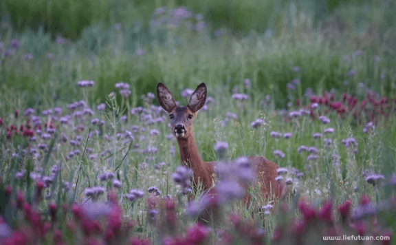 怎样可以加到很多精准的微信群？