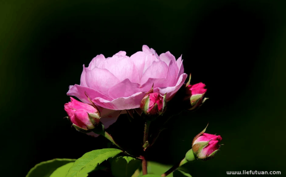 人生要建立系统,而不是设定目标